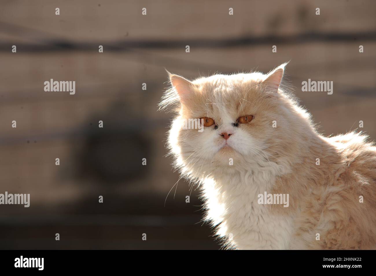 Persian cat lifespan hires stock photography and images Alamy