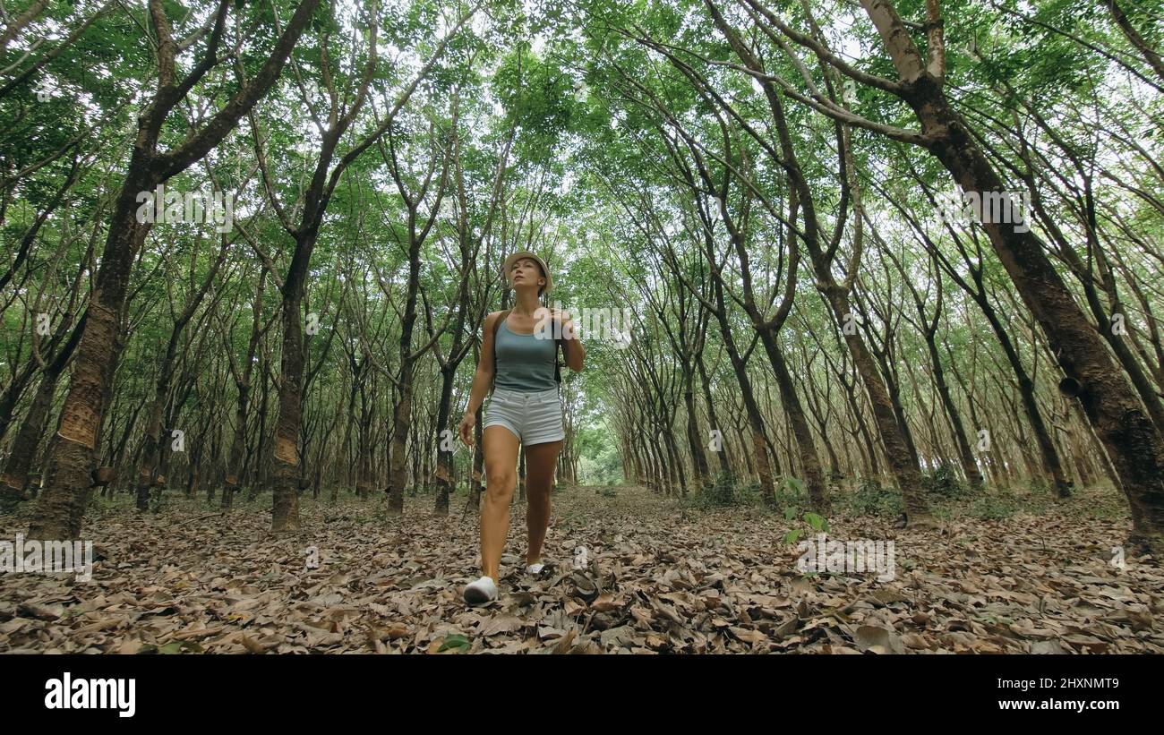The traveler walks between trees plantation agriculture of asia for natural latex extraction milk in traditional. Young blonde woman with plait in hat walks to rubber tree. Stock Photo