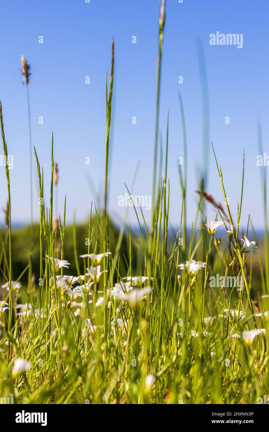 Blooming meadow saxifrage in the summer Stock Photo