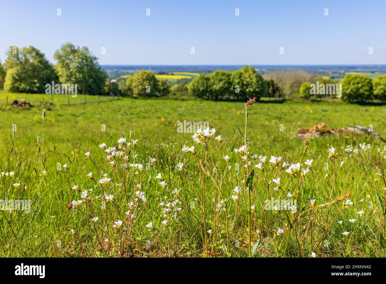 Meadow saxifrage flowers on a meadow Stock Photo
