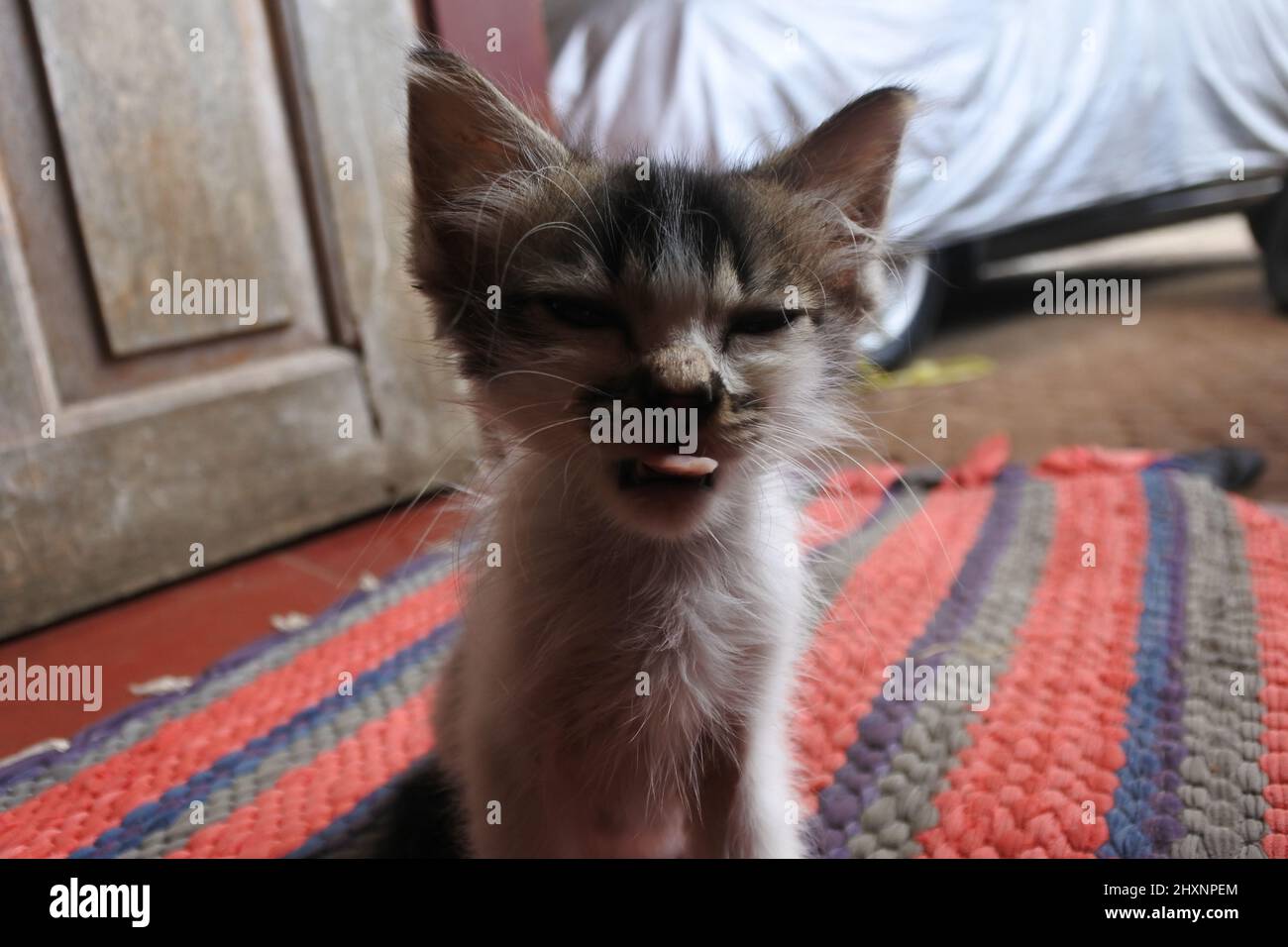 the kitten is sticking out its tongue Stock Photo Alamy