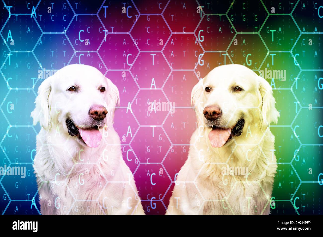 pet dog cloning concept Stock Photo Alamy
