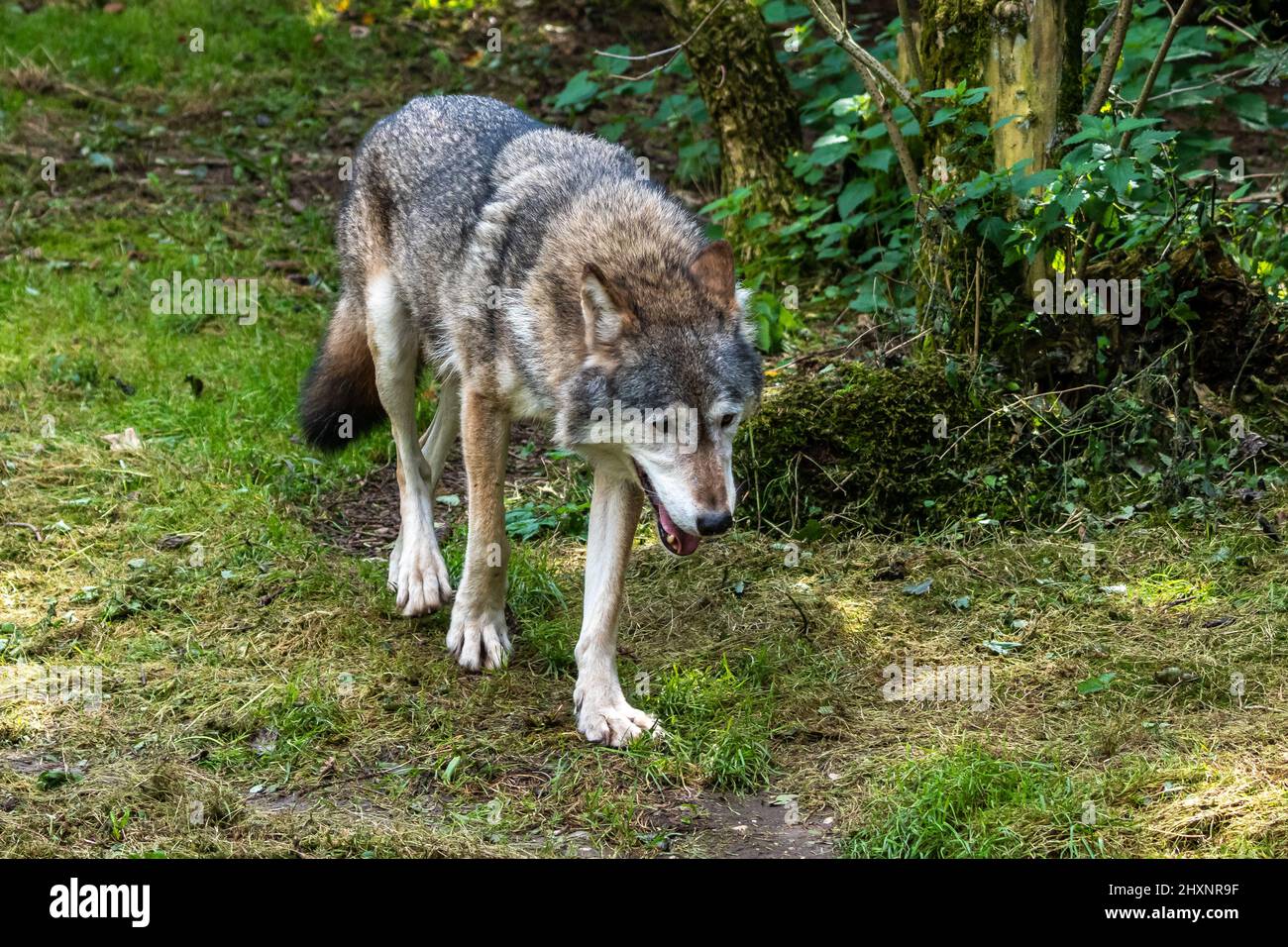 The wolf, Canis lupus, also known as the grey wolf or timber wolf is a ...