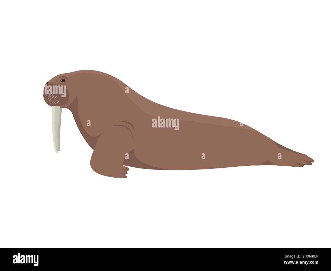 Walrus pinniped. Vector illustration of a large sea animal walrus with tusks isolated on white background. Side view, profile. Stock Vector