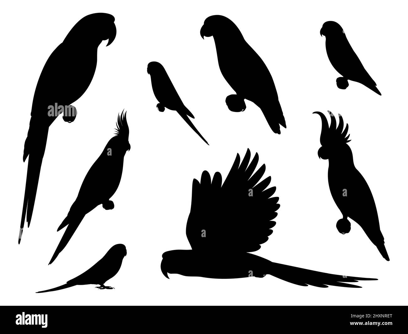 Set of silhouette parrots. Vector illustration set of black tropical parrot silhouettes isolated on white background. Side view, profile. Stock Vector