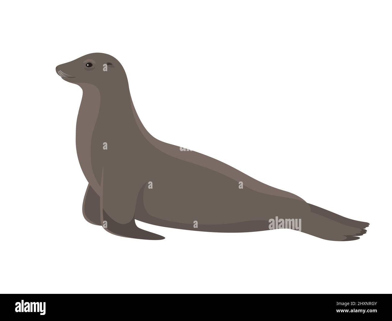 Sea lion. Vector illustration of sea lion isolated on white background. Side view, profile. Stock Vector