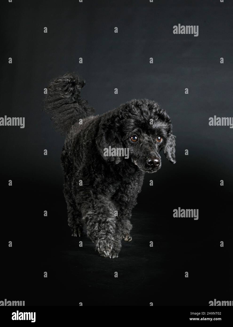 black poodle in front of black background Stock Photo - Alamy