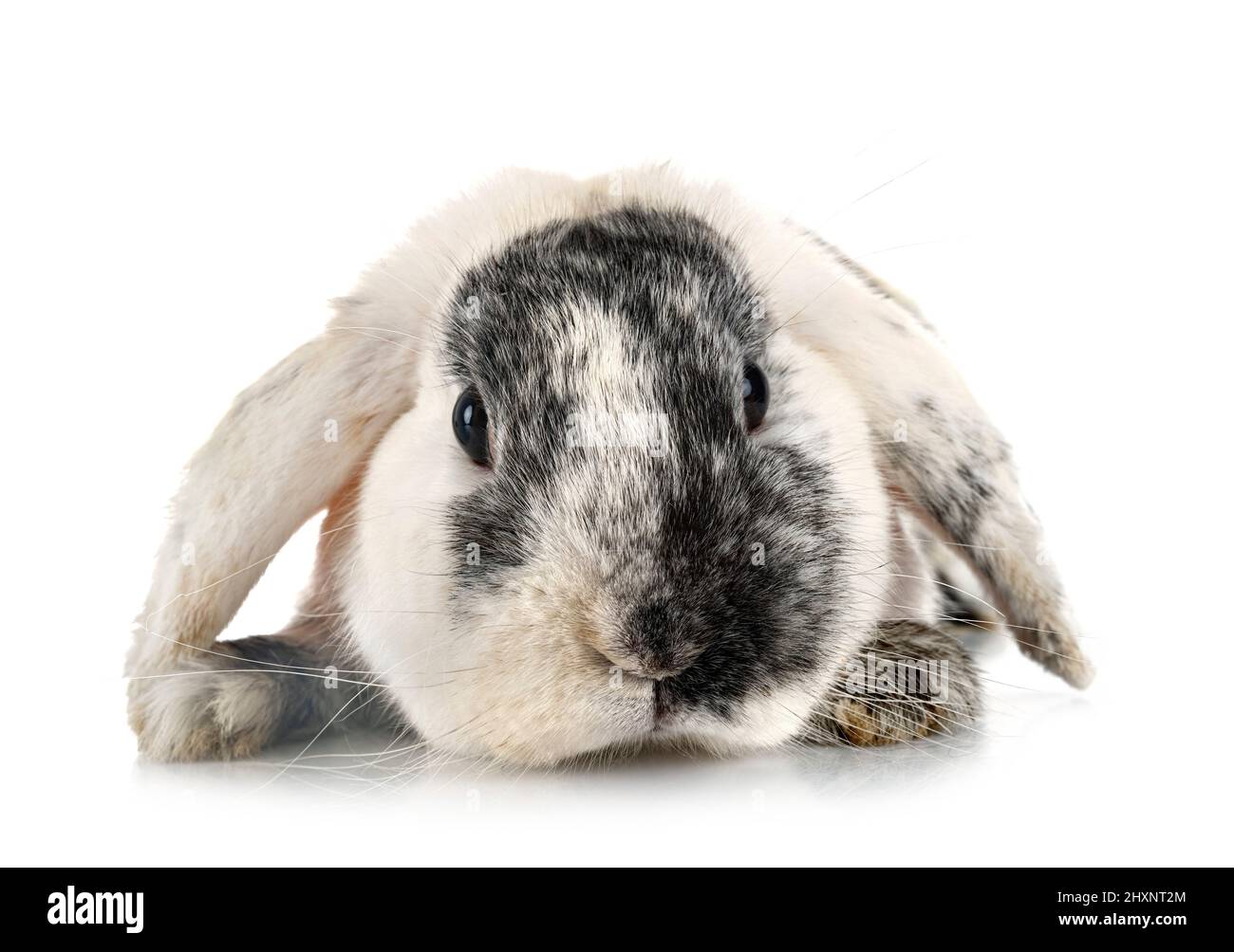 young Lop rabbit rhoen in front of white background Stock Photo - Alamy
