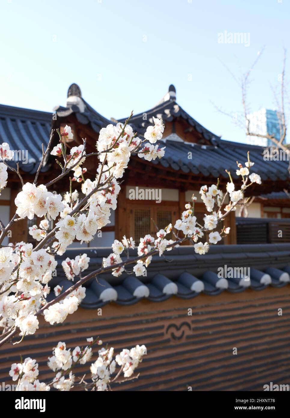 Spring plum blossom in the backyard of Korean traditional house, Hanok Stock Photo