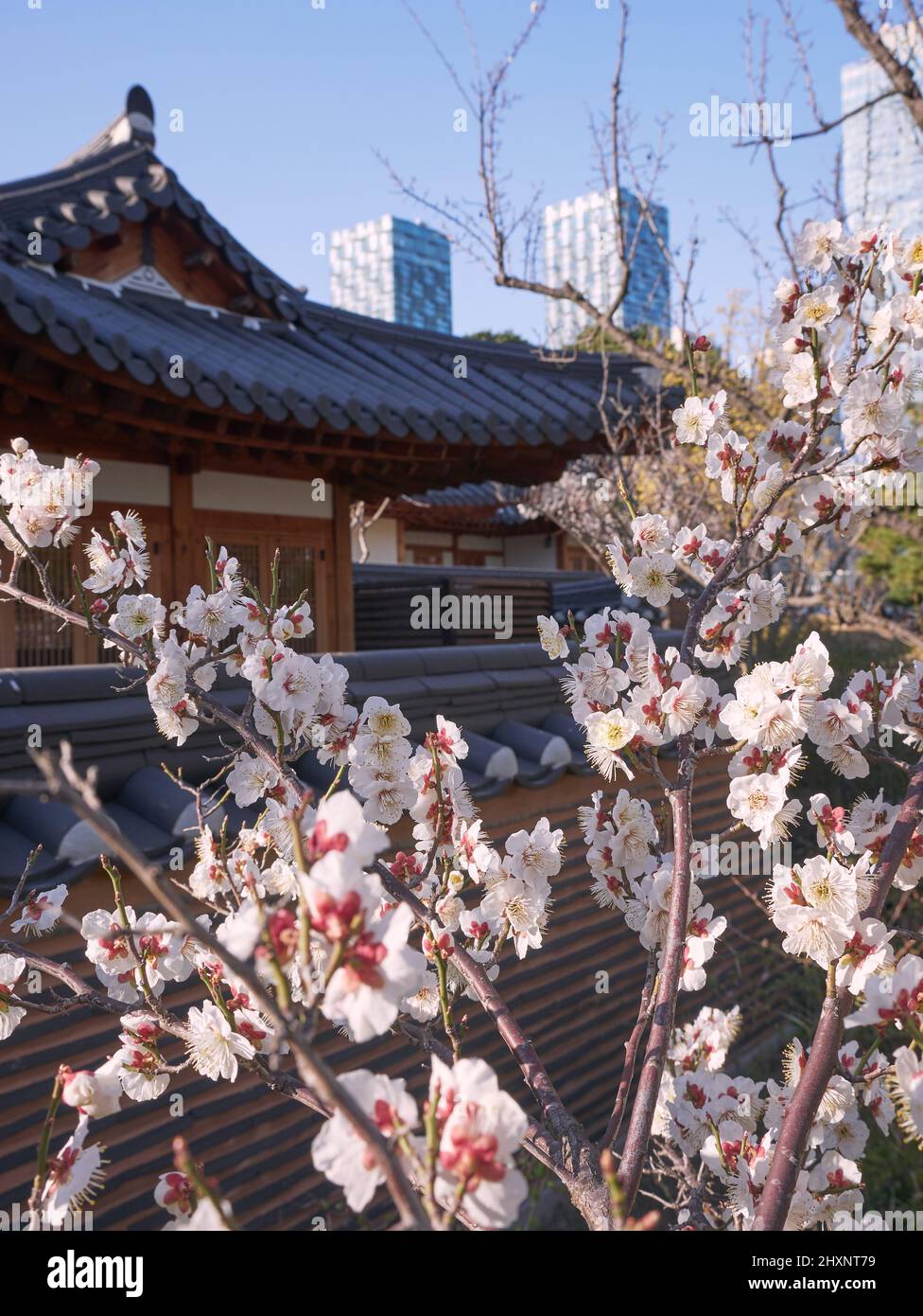 Spring plum blossom in the backyard of Korean traditional house, Hanok Stock Photo