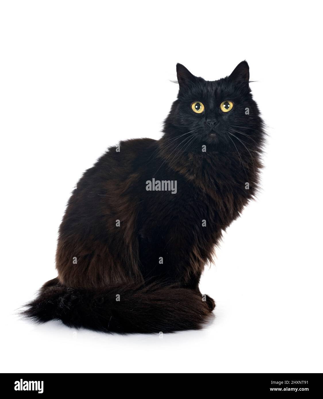 Black british hotsell longhair cat