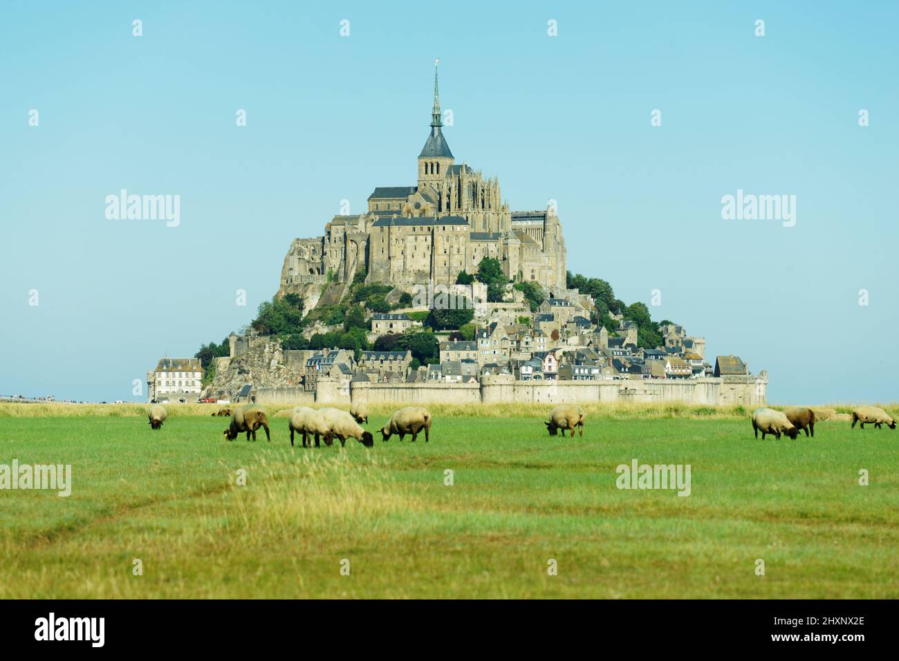 Sheep in the salt meadows, bay of Mont-Saint-Michel (Manche, Normandy, France). Stock Photo
