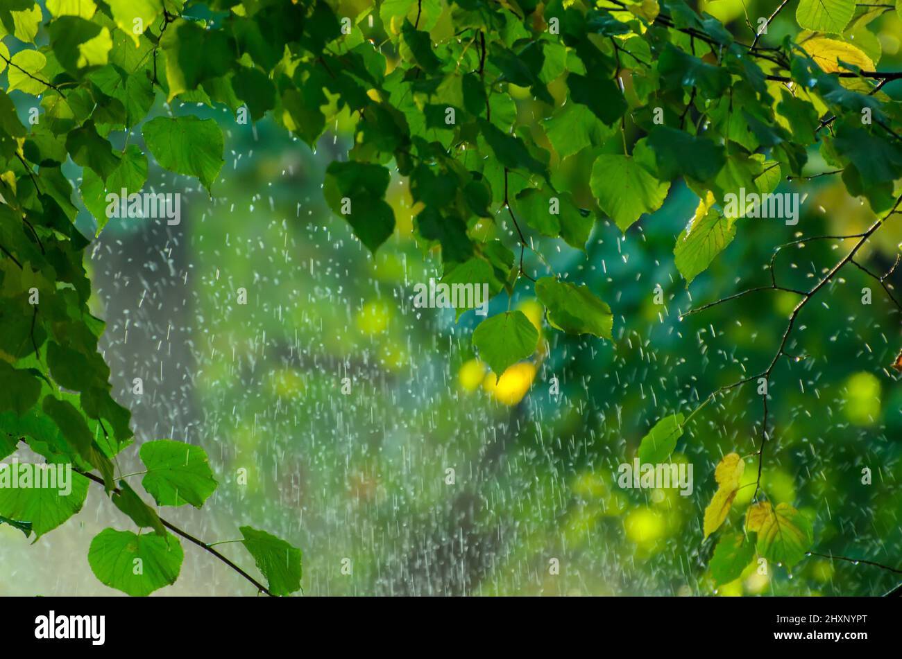 Summer rain in lush green forest, with heavy rainfall background. Rain