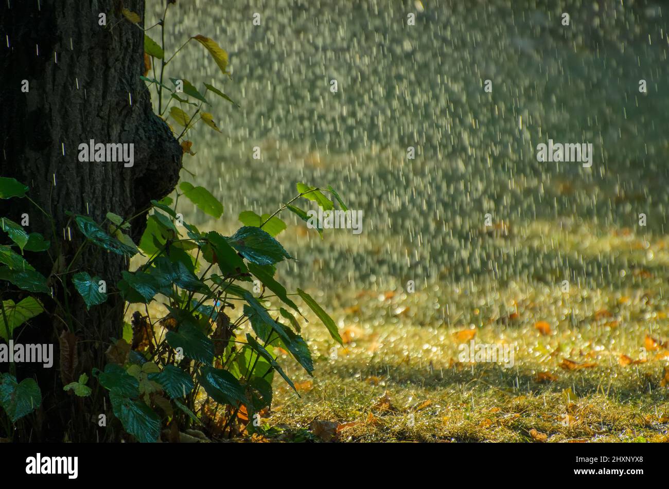 Summer rain in lush green forest, with heavy rainfall background. Rain in the forest with sun casting warm rays between the trees. Abstract natural ba Stock Photo - Alamy Summer rain in lush green forest, with heavy rainfall background. Rain in the forest with sun casting warm rays between the trees. Abstract natural ba Stock Photo - Alamy