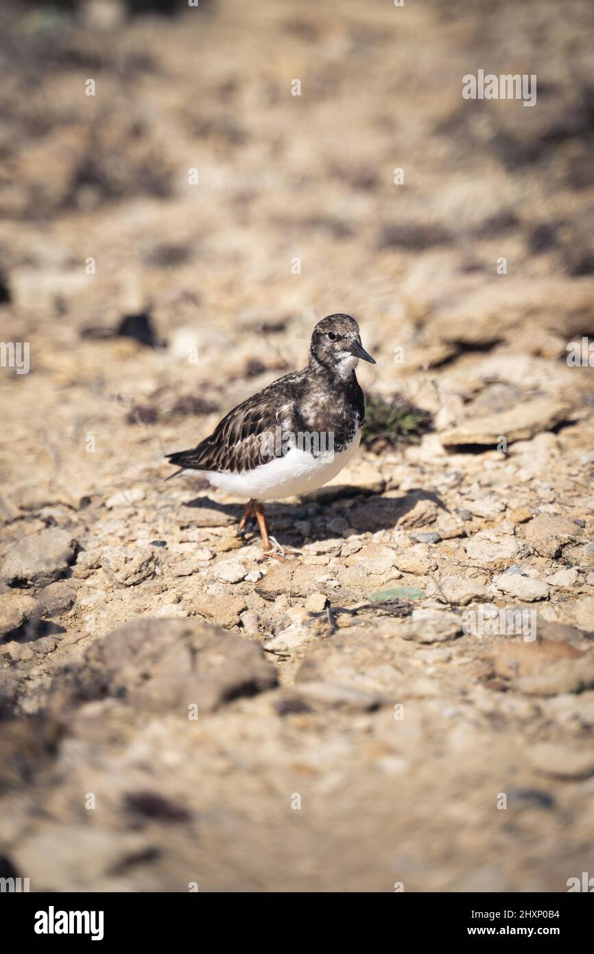 a little vogal walking on the cliff Stock Photo