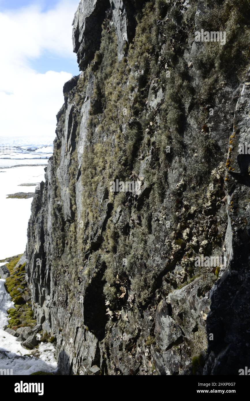 Prolific lichens cover cliff on Litchfield Island protected area at Arthur Harbor, near Palmer Station, Antarctica Stock Photo
