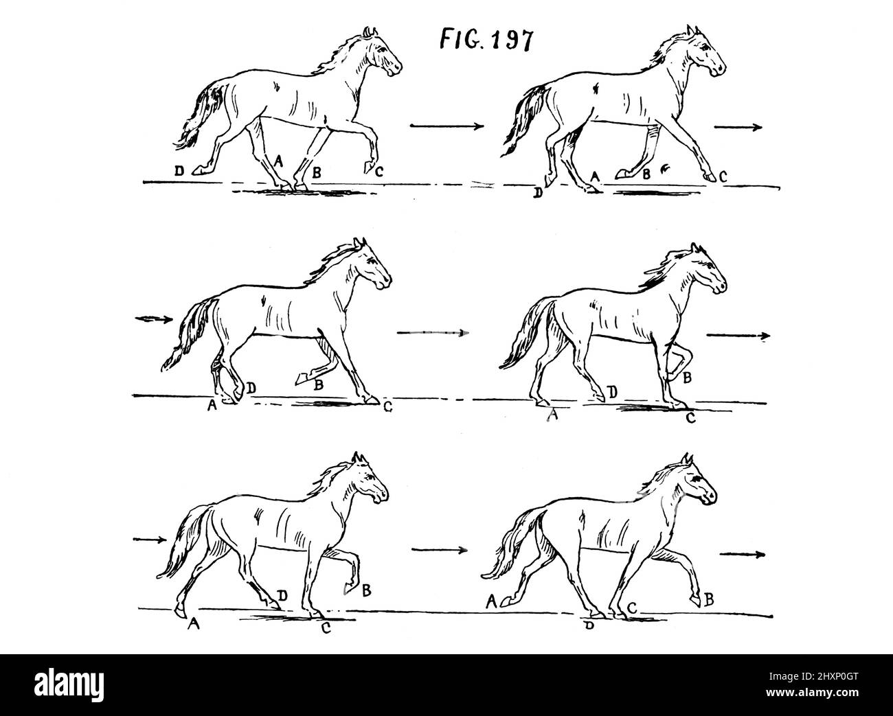 The Harmony in a Gait from the book The gait of the American trotter and pacer : an analysis of their gait by a new method and an investigation of the general principles concerning the proper balancing of motion action and extension by Rudolf Jordan Published New York : W. R. Jenkins Co. 1910 Stock Photo