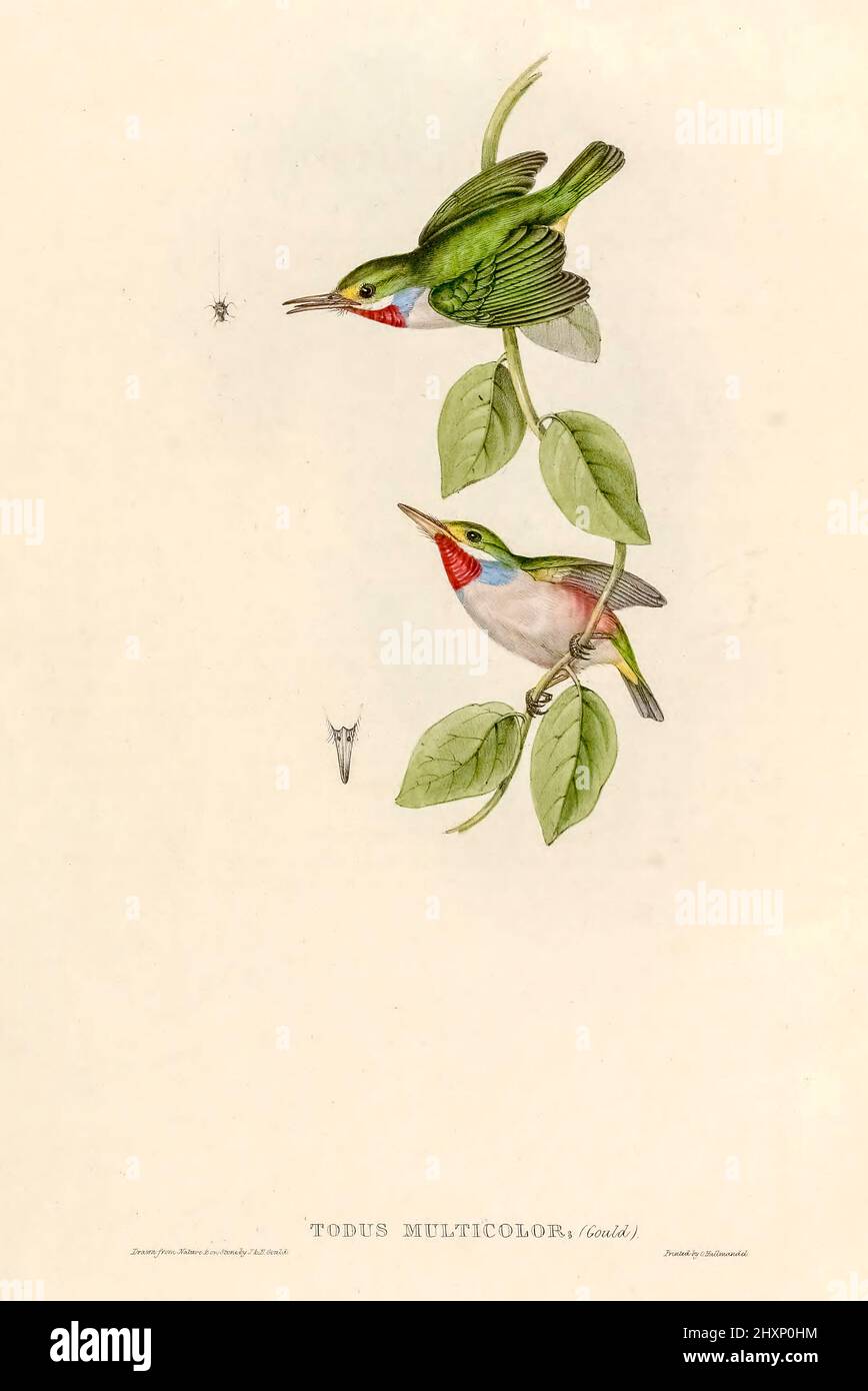 The Cuban tody (Todus multicolor) is a bird species in the family Todidae that is restricted to Cuba and the adjacent islands. Colour Illustration by Elizabeth Gould for the ornithology book by John Gould Icones avium, or, Figures and descriptions of new and interesting species of birds from various parts of the globe Published in 1837 Stock Photo