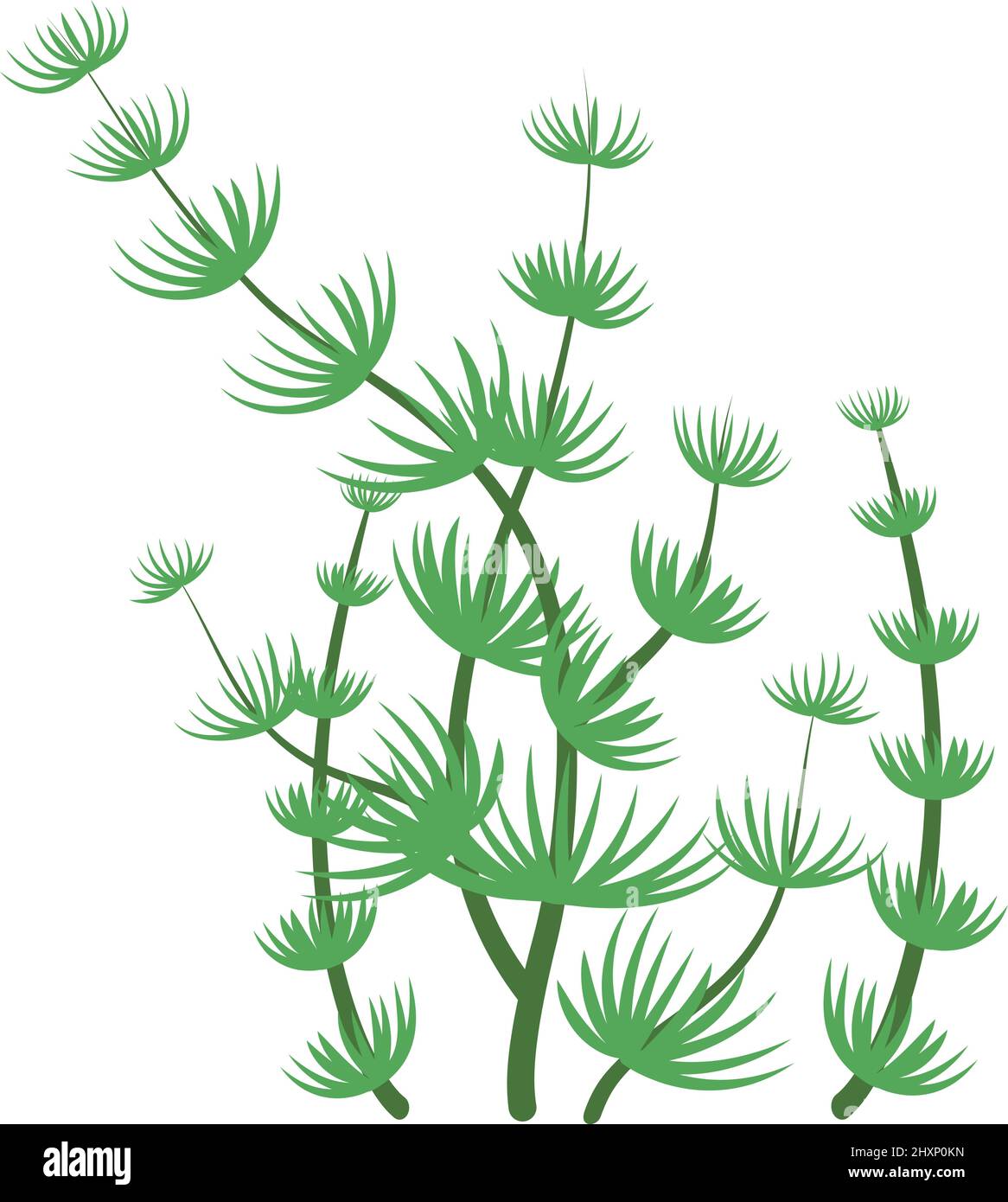 Nitella seaweed. Green algae. Aquatic flora symbol Stock Vector