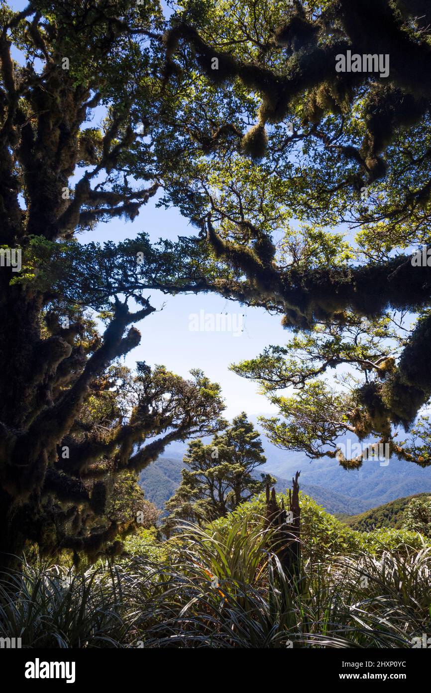 Gnarled, moss covered, trees, near the tree line on Mount Kapakapanui, Kapiti, Wellington, North Island, New Zealand Stock Photo