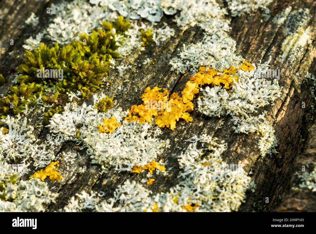 A vivid orange patch of Golden Crust lichen grows in the profusion of feather-moss and rosette lichens on an old wooden hand rail. Stock Photo