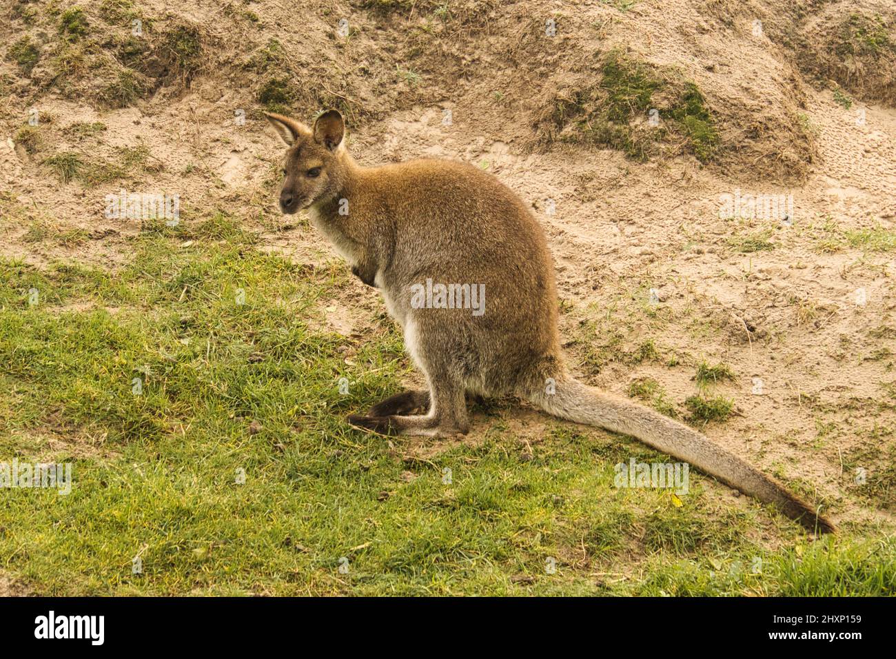 Kangaroo paw animal hi-res stock photography and images - Alamy