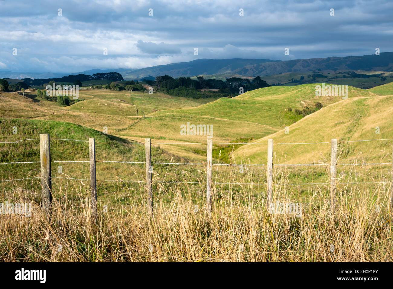 Farmland with trees, near Pahiatua, Tararua District, North Island, New Zealand Stock Photo Alamy