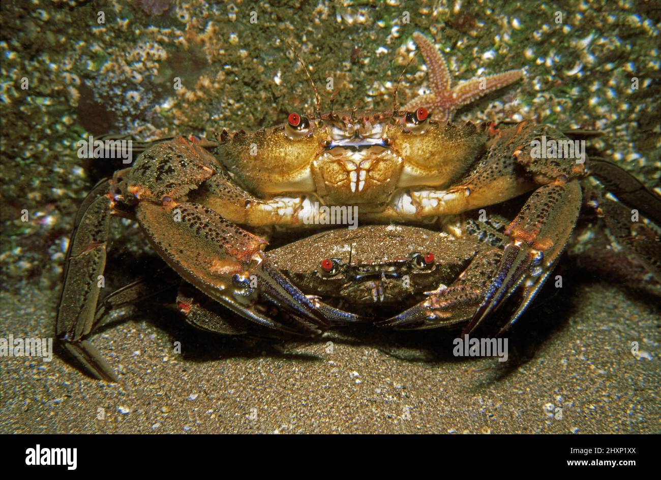 Velvet swimming crab (Necora puber) male holding female, UK. Stock Photo