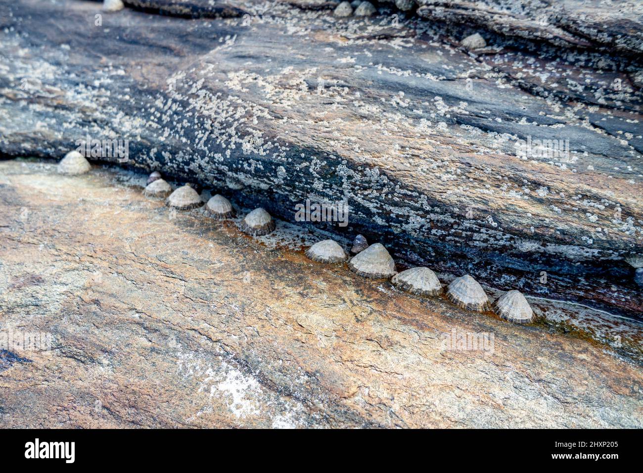 Group of common limpet snail shells clinging to stones at a beach in Ireland. Stock Photo
