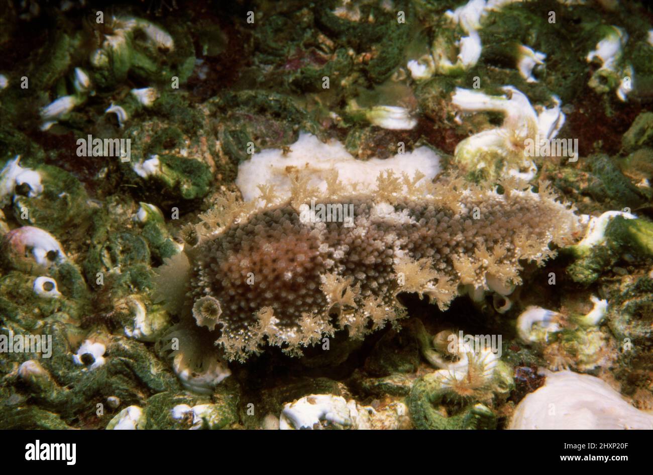 Nudibranch or sea slug (Tritonia hombergi) on a rocky substrate with lots of keel worms, UK. Stock Photo