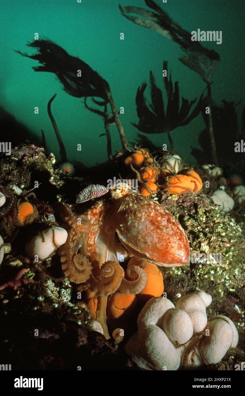 Curled octopus (Eledone cirrhosa) settled on a reef, UK. Stock Photo