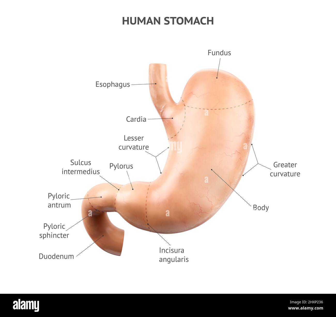 Anatomically accurate realistic 3d illustration of human internal organ - stomach with duodenum isolated on white background. Stomach with properly placed text captions Stock Photo