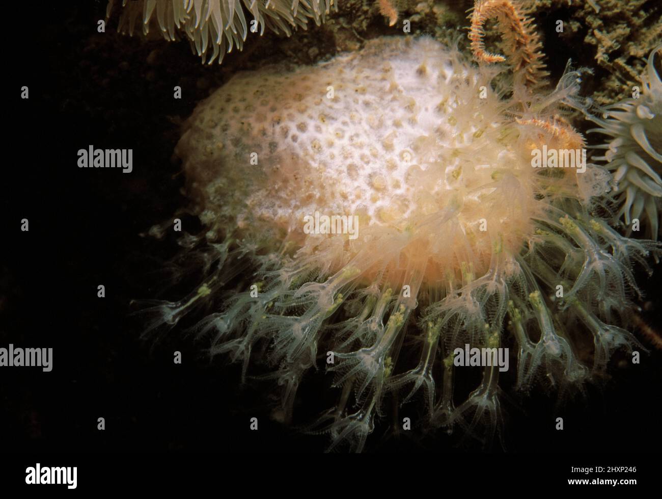 Dead man's fingers (Alcyonium digitatum) closeup of polyps with nematocysts, UK. Stock Photo