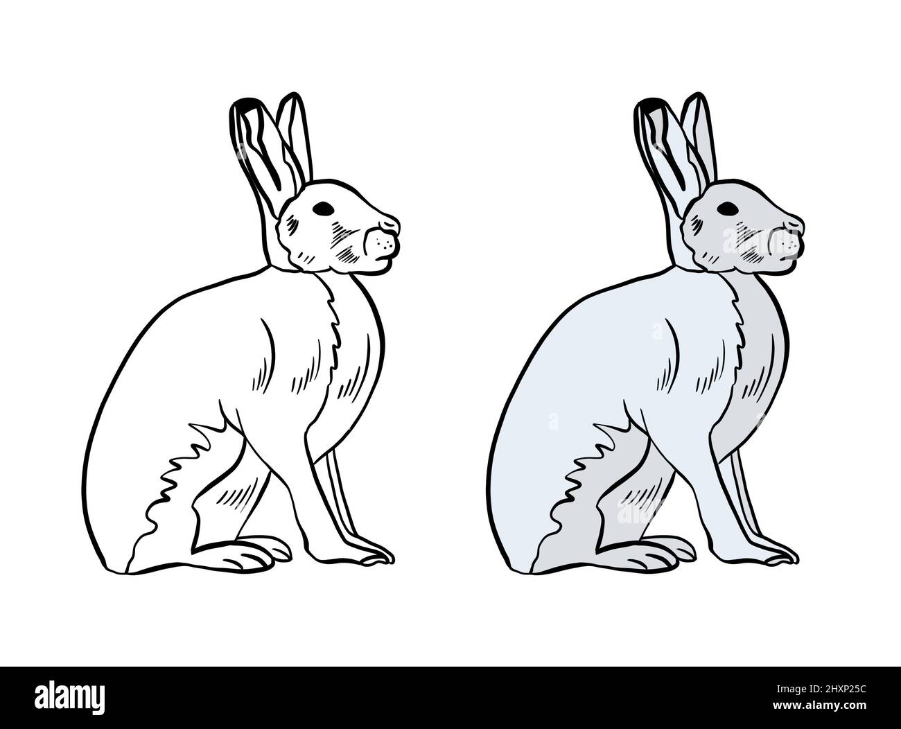 Illustration for a coloring book in color and black and white. Drawing ...