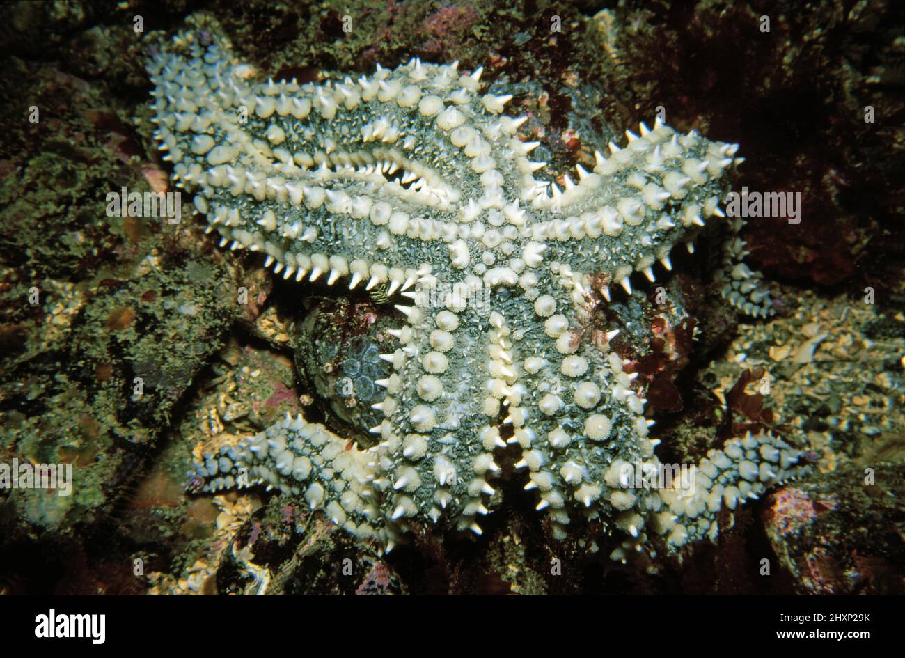 Spiny starfish (Marthasterias glacialis) Channel Islands, English Channel. Stock Photo