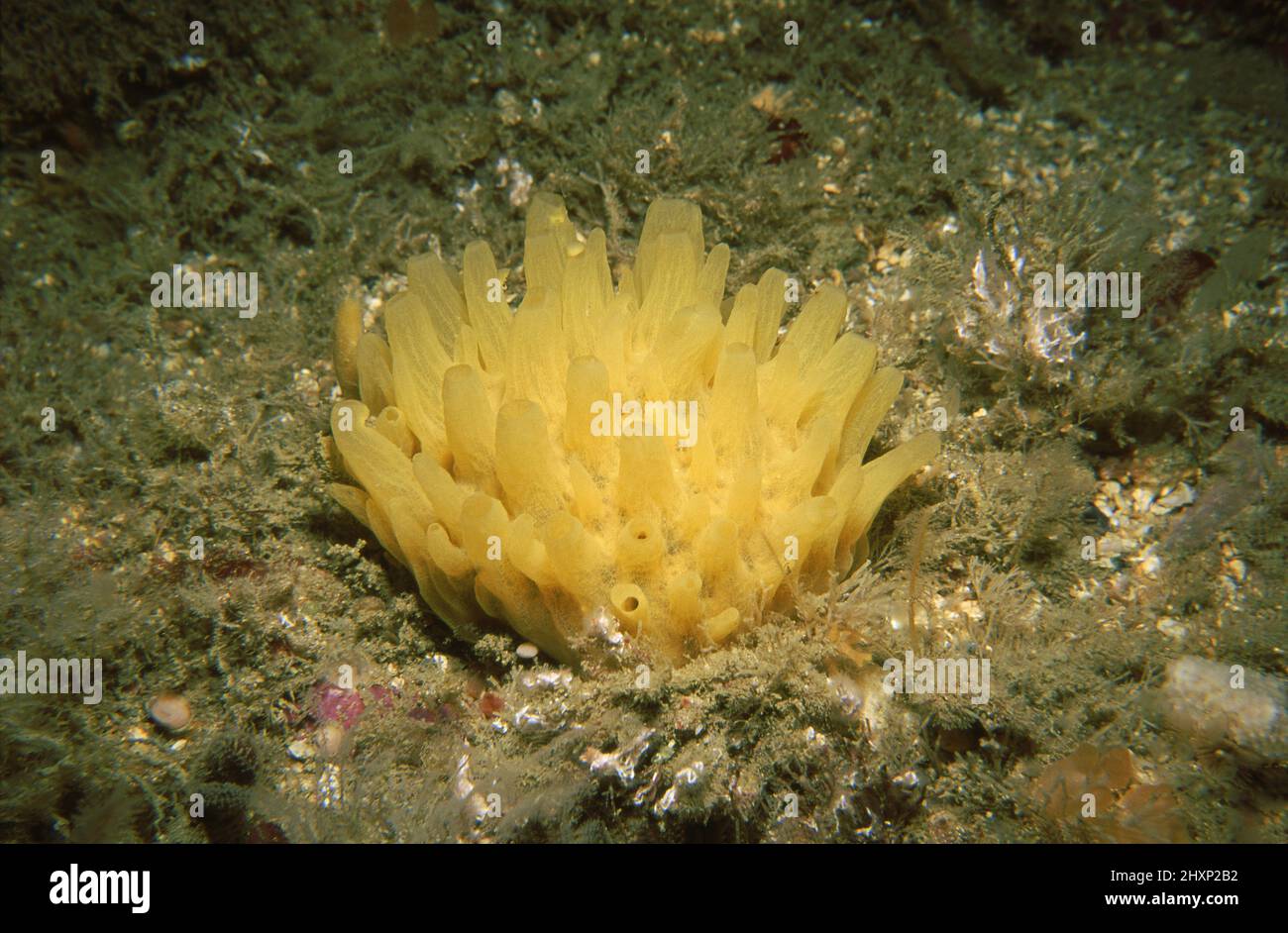 A sponge Polymastia boletiformis, on a rock substrate, Channel Islands, English Channel. Stock Photo