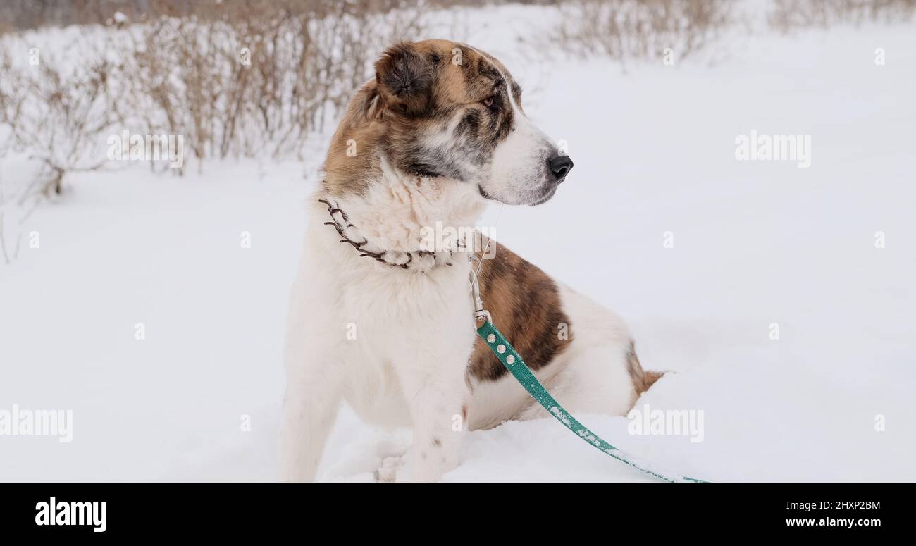 Big dog of the Alabai, a Central Asian shepherd breed in winter on the street Stock Photo