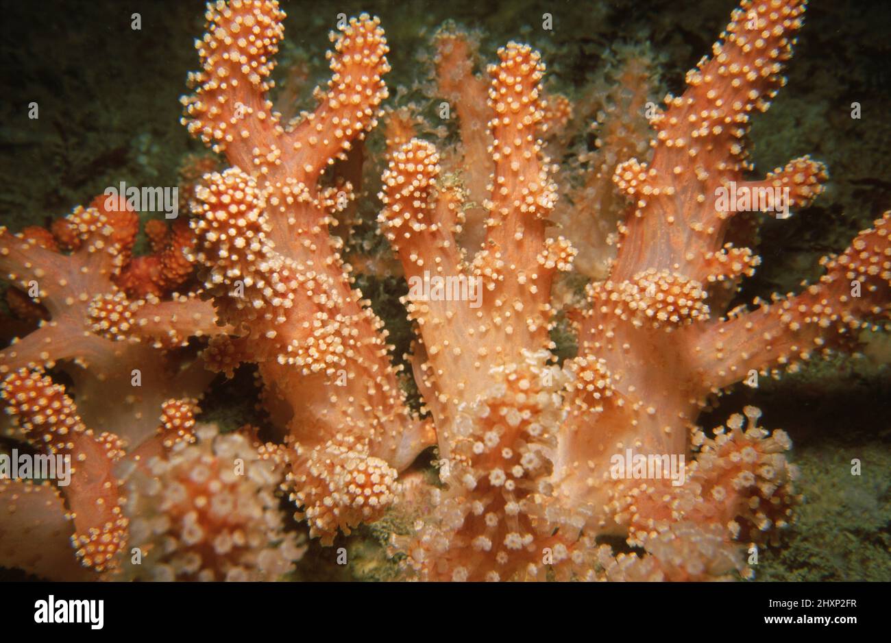 Red sea fingers (Alcyonium glomeratum) polyps retracted, Channel Islands, English Channel. Stock Photo