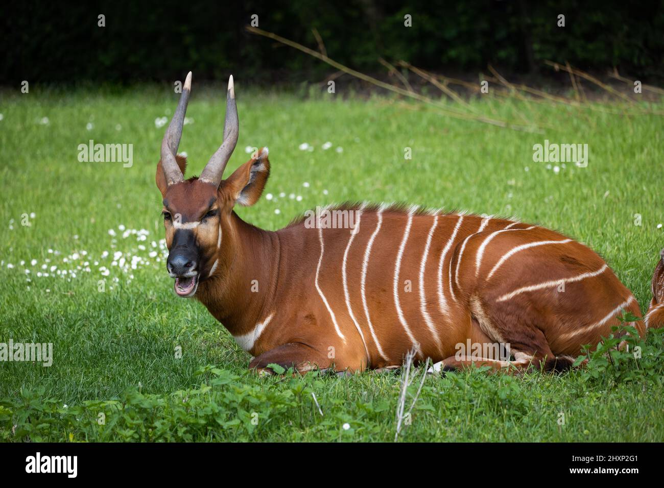 Eastern Bongo (Tragelaphus eurycerus isaaci) lying on the grass, African forest antelope in the family Bovidae. Stock Photo