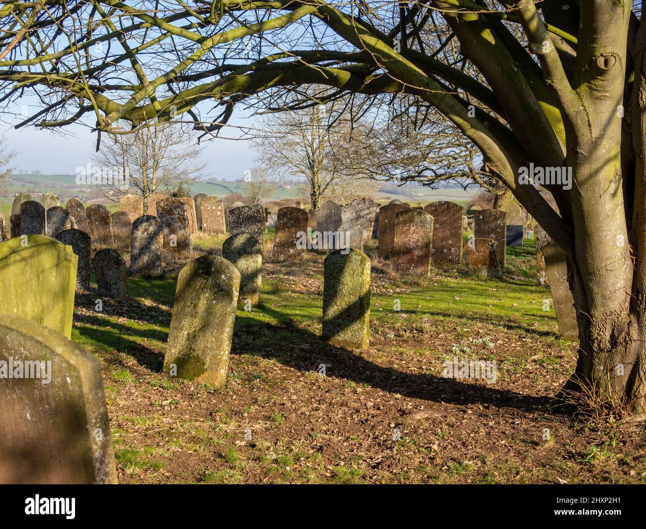 Gravestones, framed by a winter tree, in the churchyard of St Mary the Virgin, Great Brington, Northamptonshire, UK Stock Photo