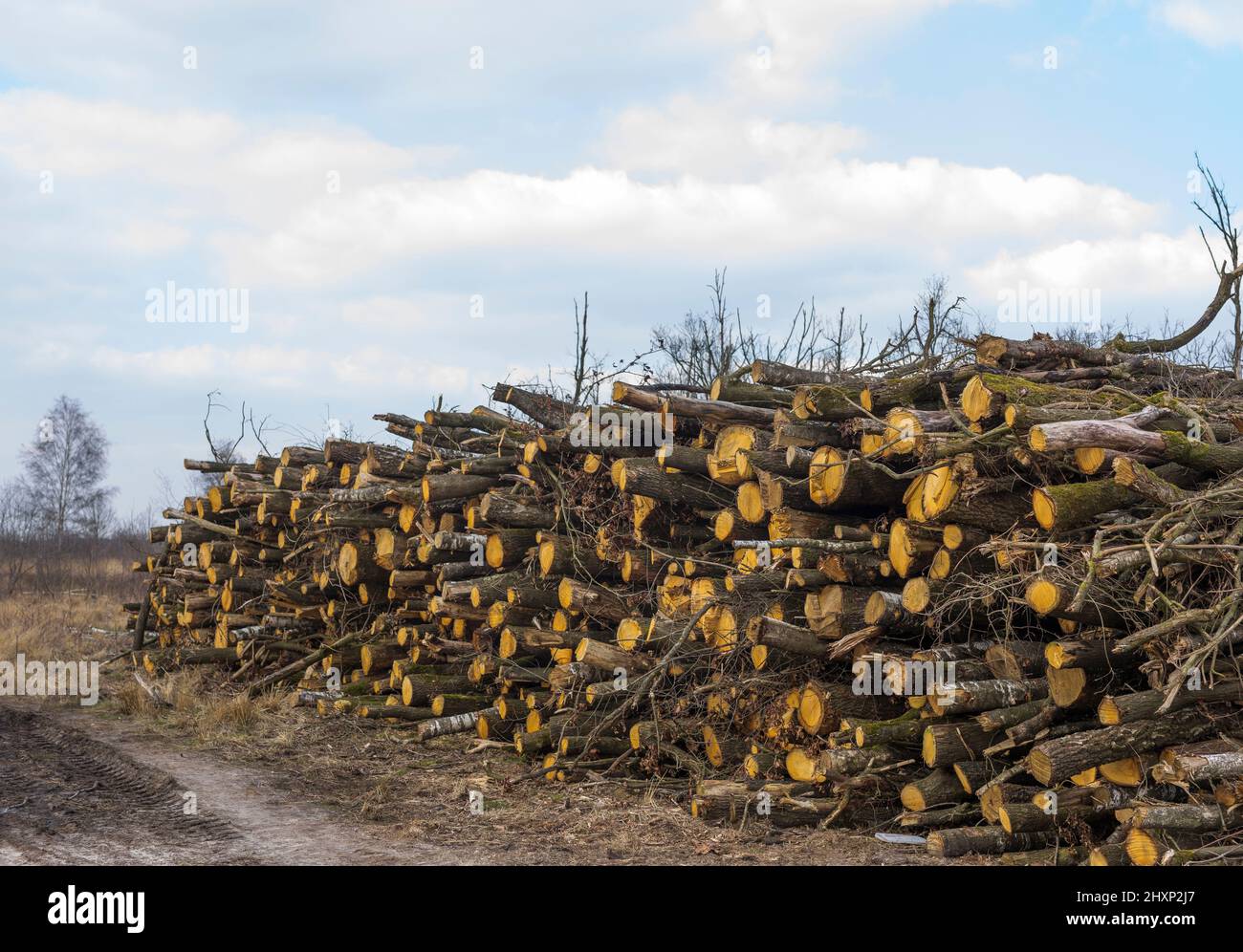 Fresh felled trees to keep raised bog wet at wetland water management project in national park 'groote peel' in the Netherlands Stock Photo