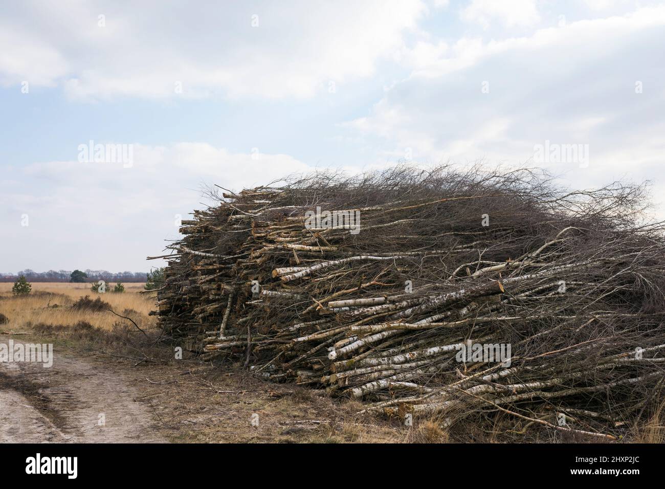 Fresh felled trees to keep raised bog wet at wetland water management project in national park 'groote peel' in the Netherlands Stock Photo