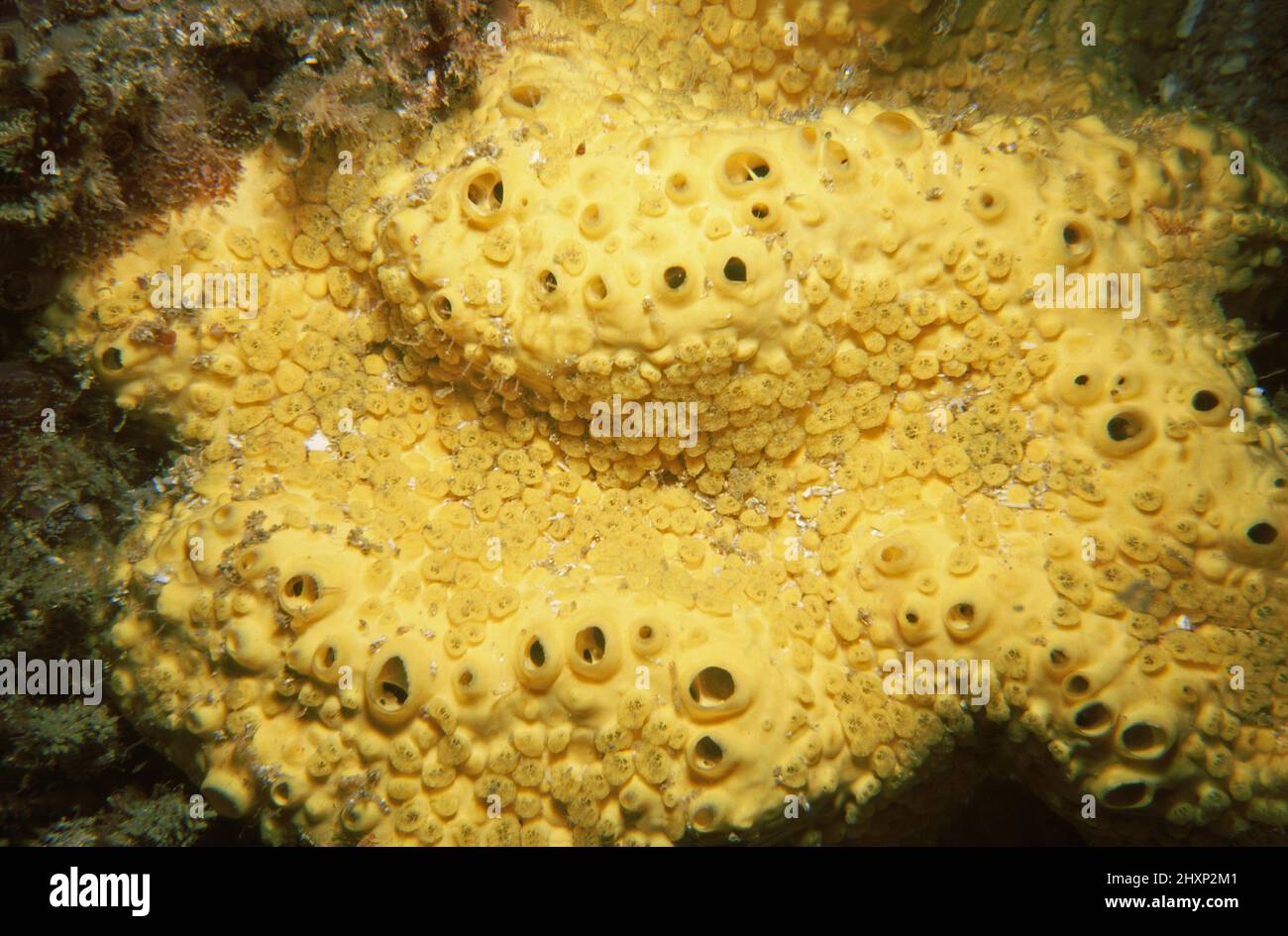 Boring sponge (Cliona celata) Channel Islands, English Channel. Stock Photo