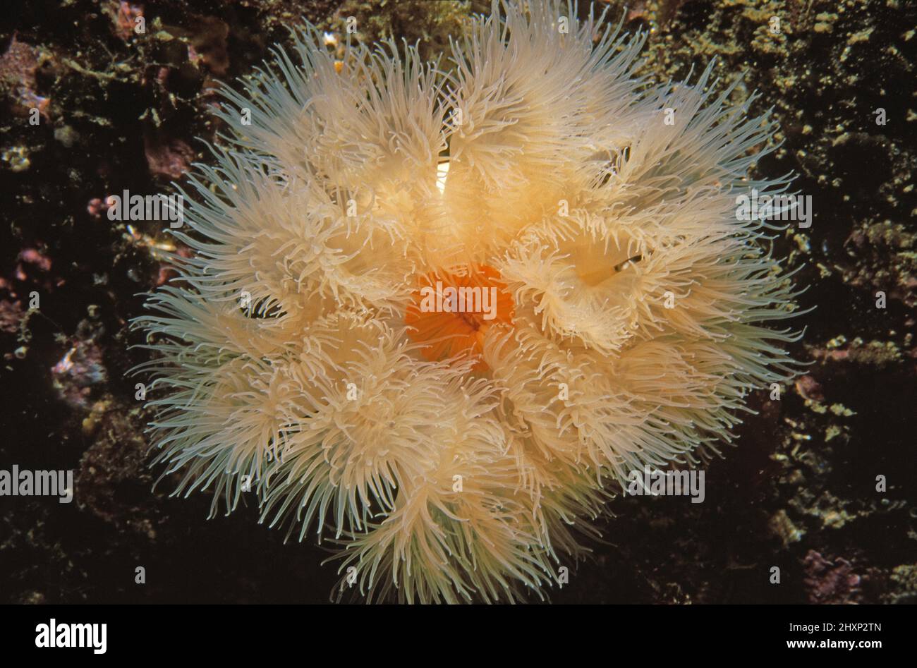 Plumose anemone (Metridium dianthus) head tentacles and mouth, UK. Stock Photo