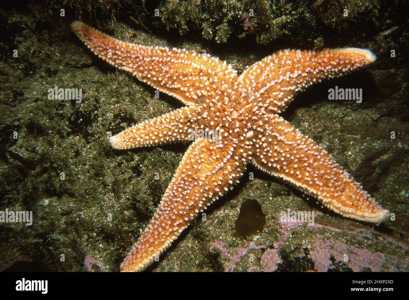 You Say Starfish, I Say Sea Star - Coastwatch CurrentsCoastwatch