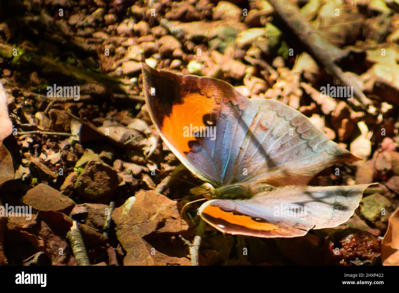Big butterfly on ground beautiful  orange oakleaf ( kallima inachus ) butterfly Stock Photo