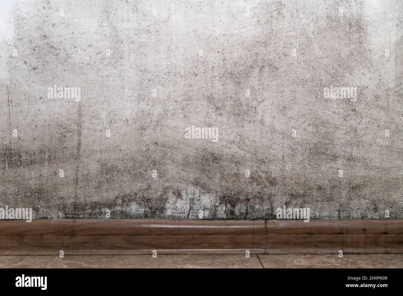 Mold on a white wall, background, copy space Stock Photo