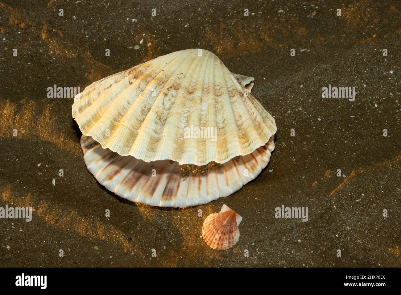 An iconic free swimming bivalve, the Great Scallop lives in sandy areas below low-tide levels. With distinctive square hinges they are over fished Stock Photo