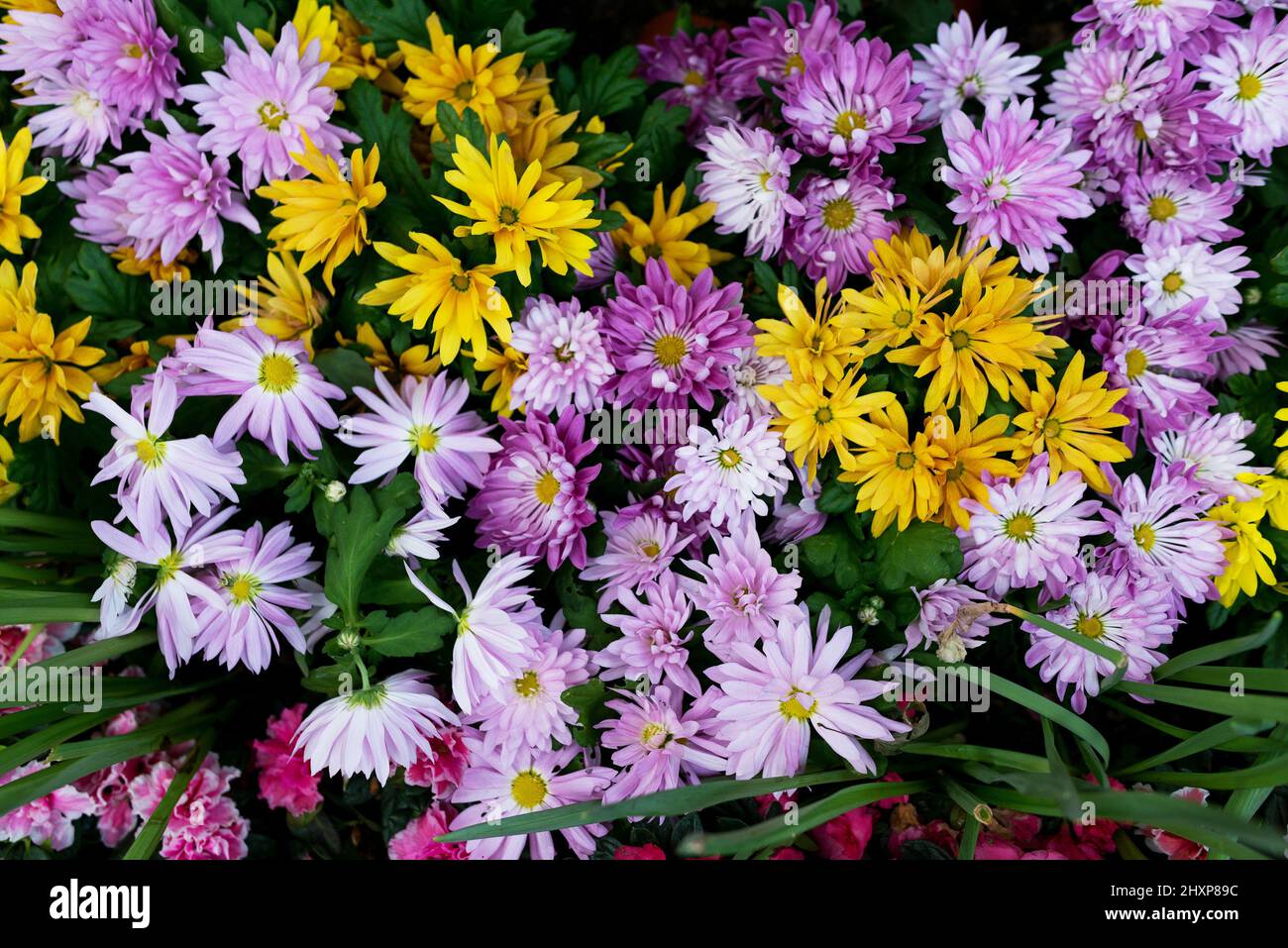 Colorful bright flowers hi-res stock photography and images - Alamy