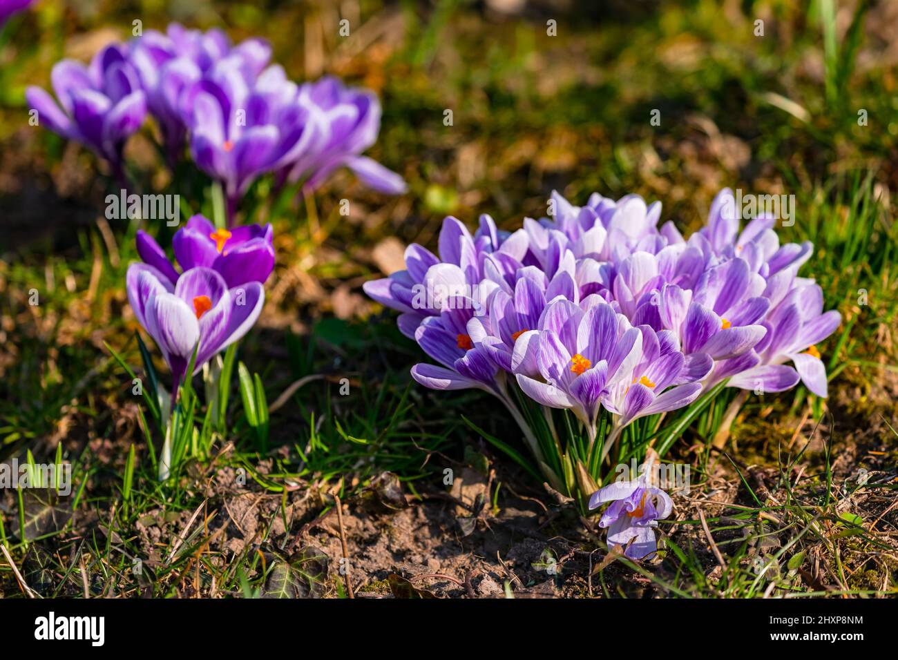 Close-up with selective focus of idyllic purple crocuses in the grass as flowers that herald spring Stock Photo